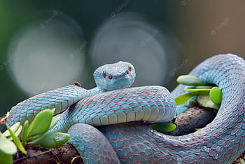 Blue pit viper snake HD wallpapers | Pxfuel