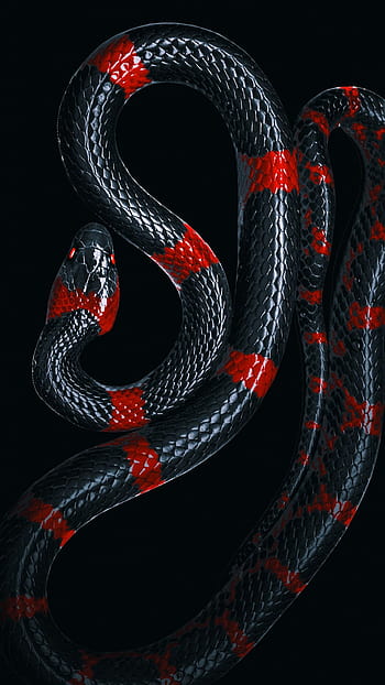 Page 2 | snake art iphone HD wallpapers | Pxfuel