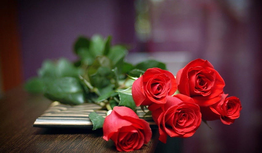 Brina Tag : Vaso De Rosas Suaves Rosa Ainda Natureza Vida Brina, doce adorável papel de parede HD