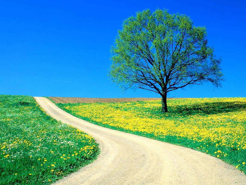 Spring : beautiful Spring Day on a country road, road spring HD wallpaper