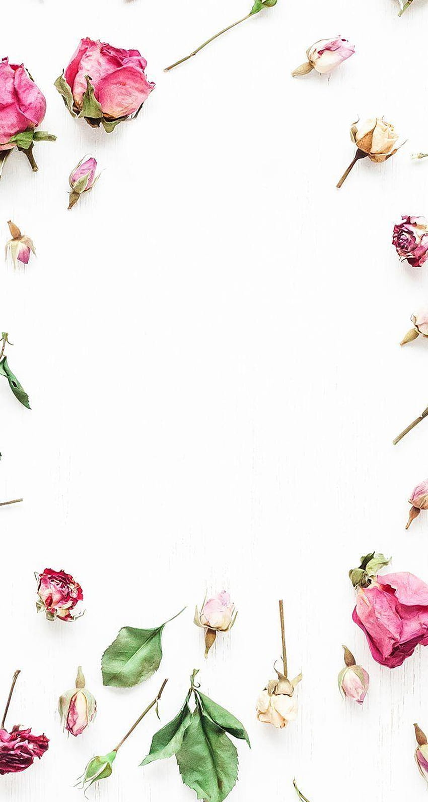 White pink scattered florals roses frame backgrounds phone HD phone wallpaper
