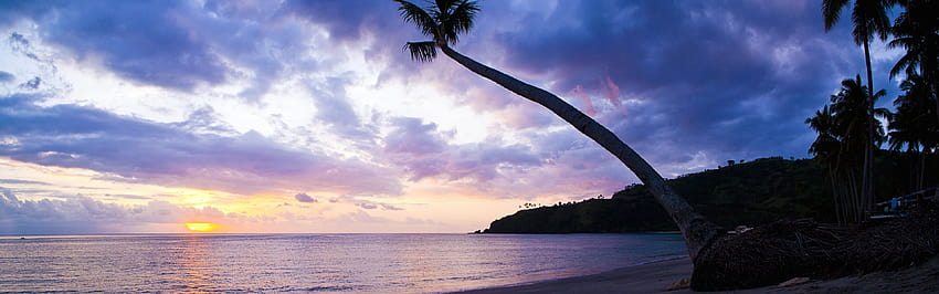 Palm tree silhouette, sunset, Lombok, West Nusa Tenggara HD wallpaper