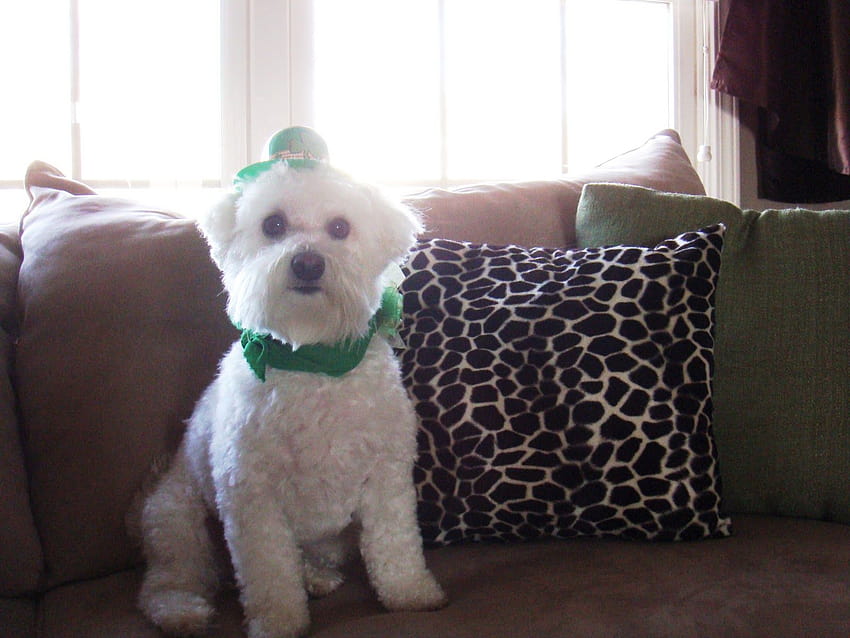 Krafts and Konfections: Happy St. Patrick's Day, st patricks day poodles HD wallpaper