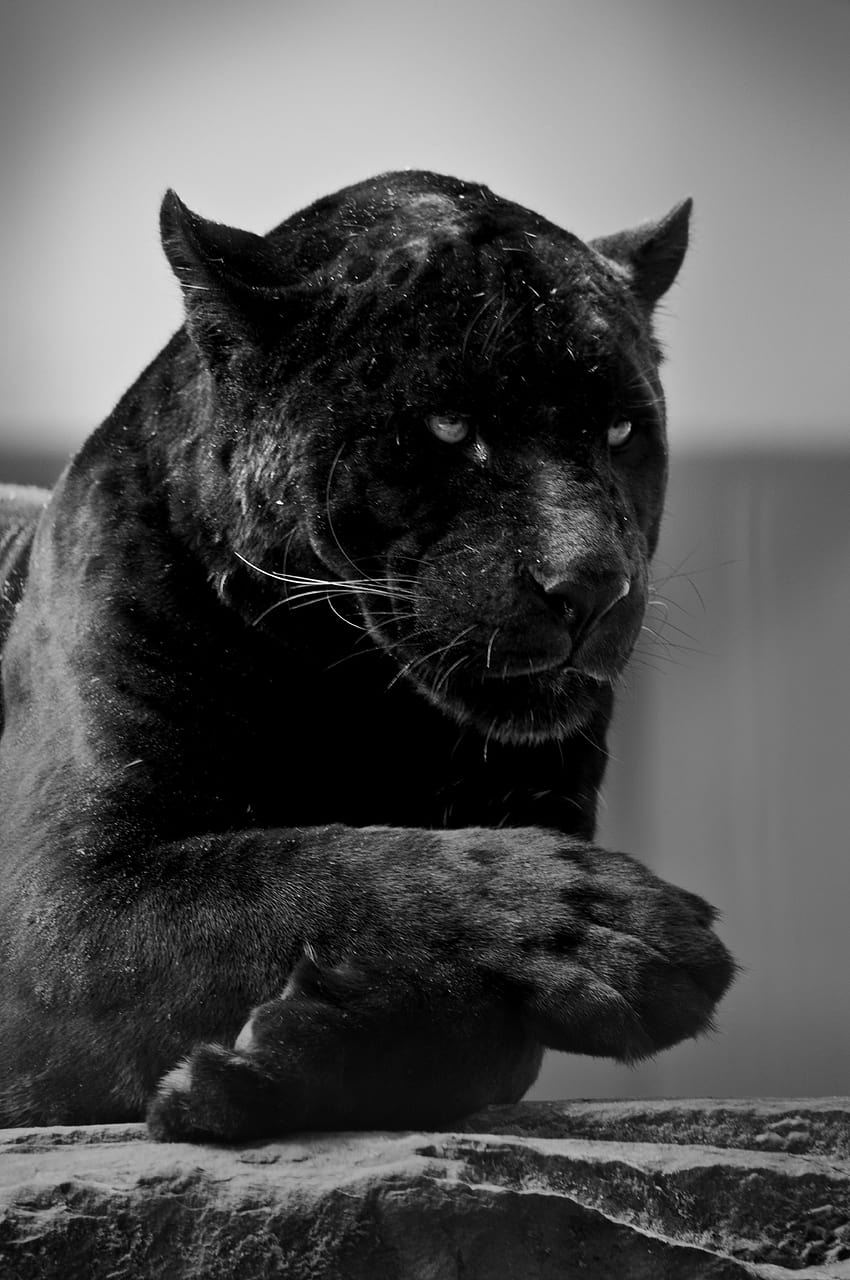 mobile animale giaguaro nero Sfondo del telefono HD