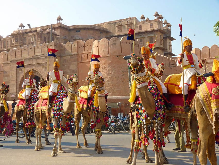 Camel Festival Bikaner Rajasthan HD wallpaper