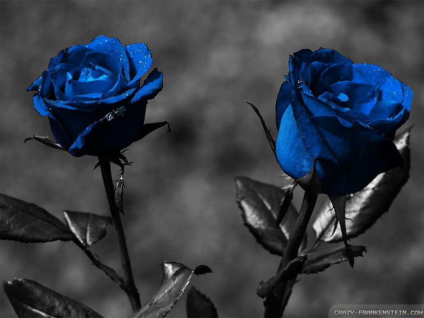 s : «Blue Roses », beautiful blue rose HD wallpaper | Pxfuel