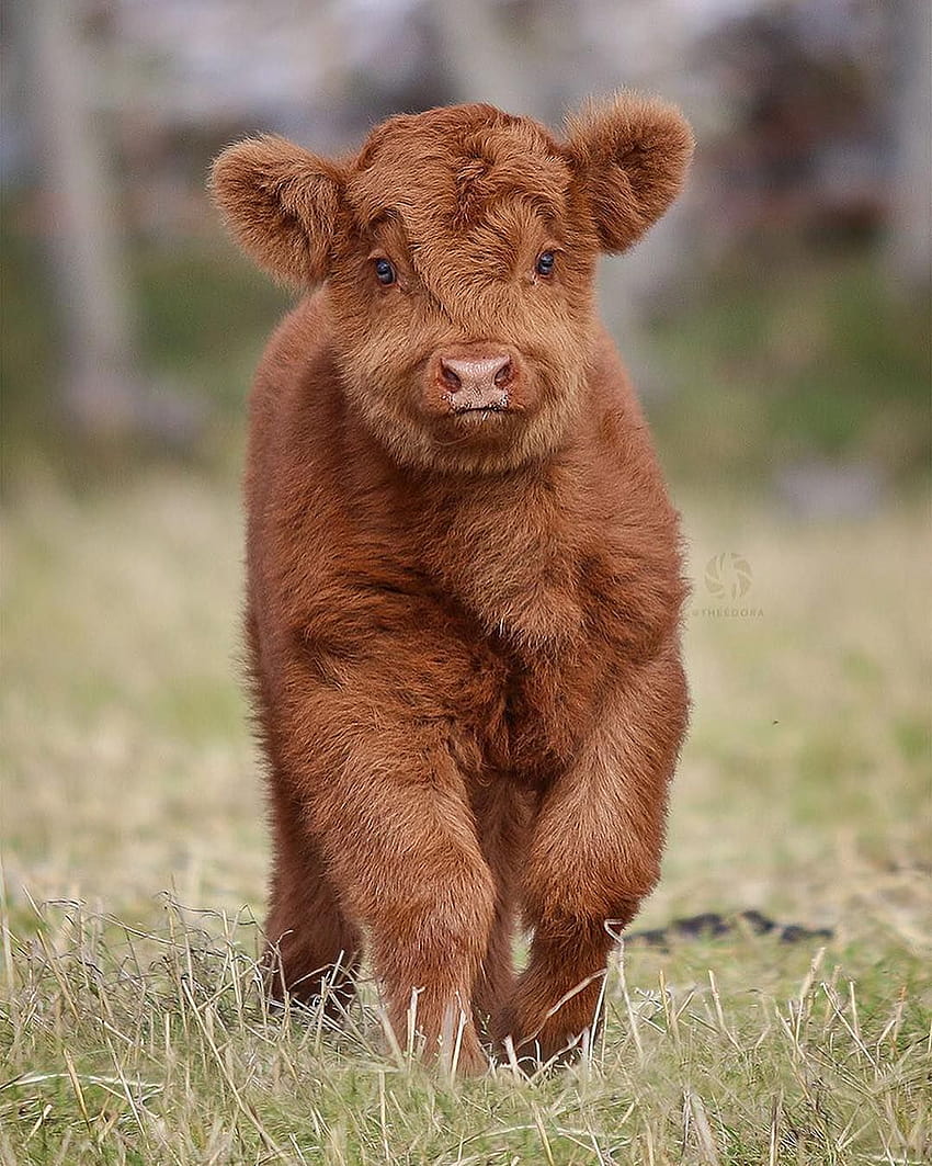 Close up with a Highland Cattle Calf ...pinterest.es, fluffy cow HD phone wallpaper