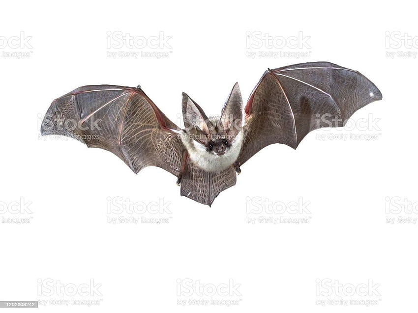 Flying Grey Long Eared Bat Isolated On White Backgrounds Stock, albino bats HD wallpaper