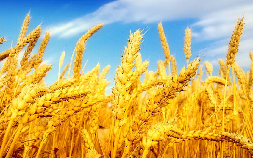 cool wheat HD wallpaper