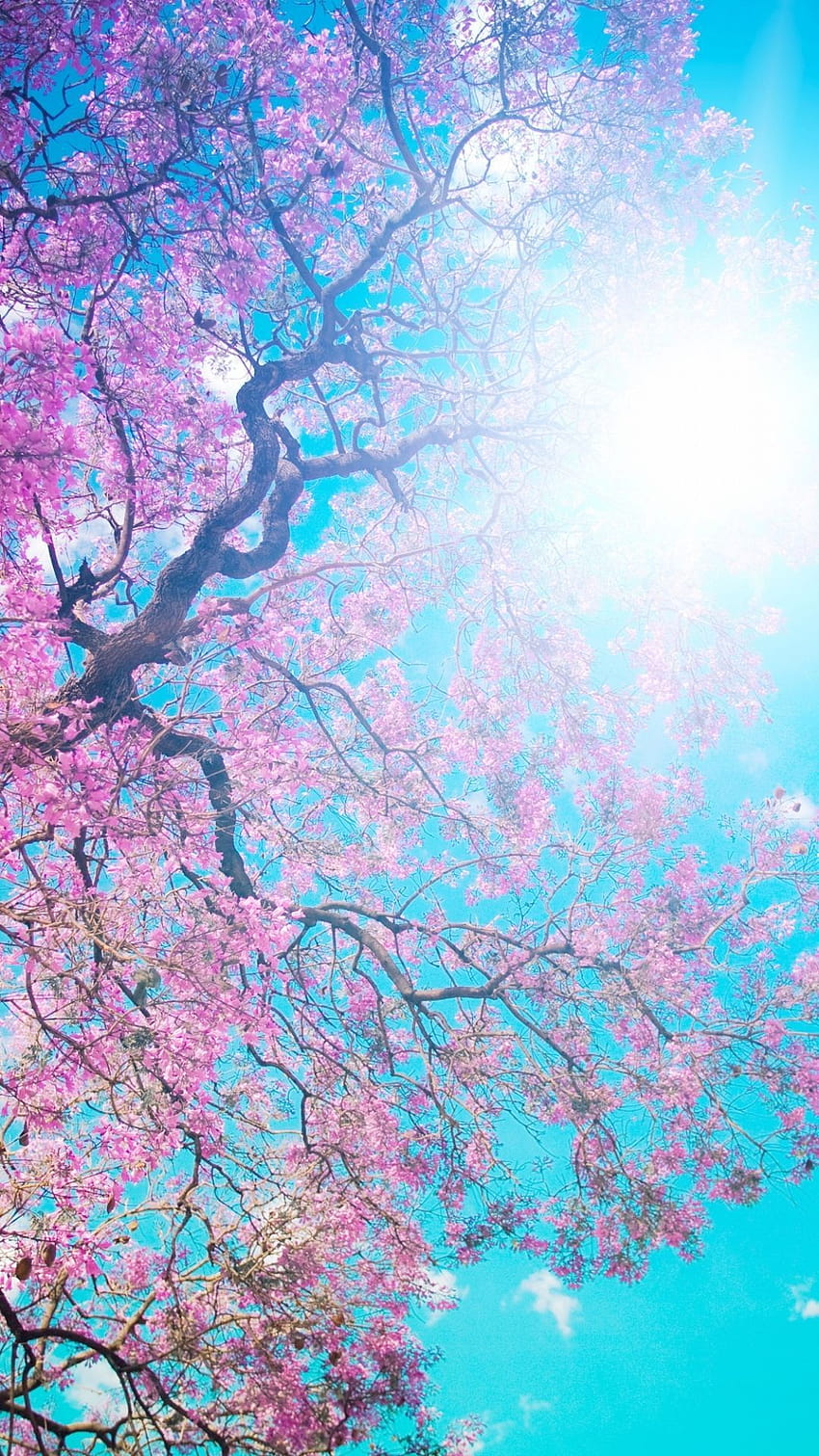 Tree Sun Blue Lilac Krone Spring Flowering From Below Light, spring sun HD phone wallpaper