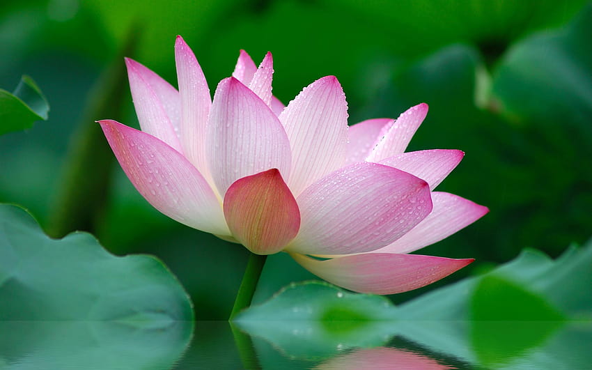 Nature flower garden wild pink lily lotus, garden of lilies HD wallpaper |  Pxfuel