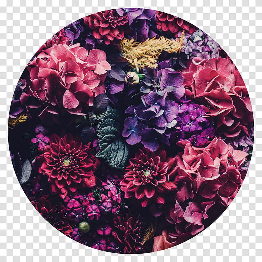 Kwiatowe Kwiaty Koło Estetyczne Tła Różowy Fioletowy Kwiat Estetyczny Nagłówek, Roślina, Kwiatowy Wzór, Wzór Przezroczysty Png – PNGset Tapeta HD