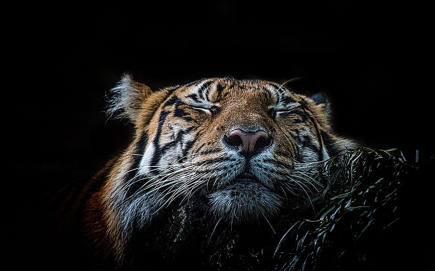 tiger Big cats Sleep Whiskers Snout animal Black 3840x2400, tigers sleeping HD wallpaper