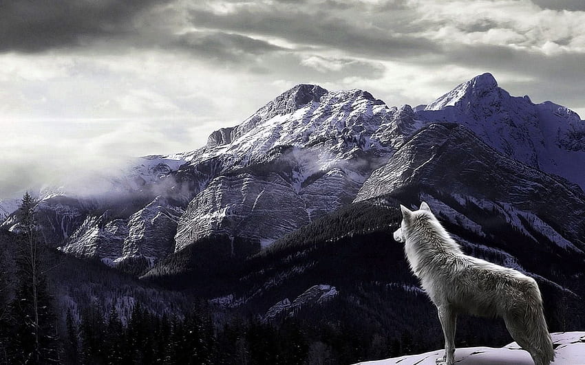 PC用のオオカミ、4匹のオオカミ 高画質の壁紙