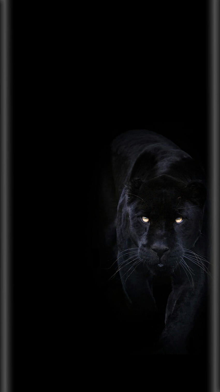 黒豹の背景、黒豹動物モバイル HD電話の壁紙