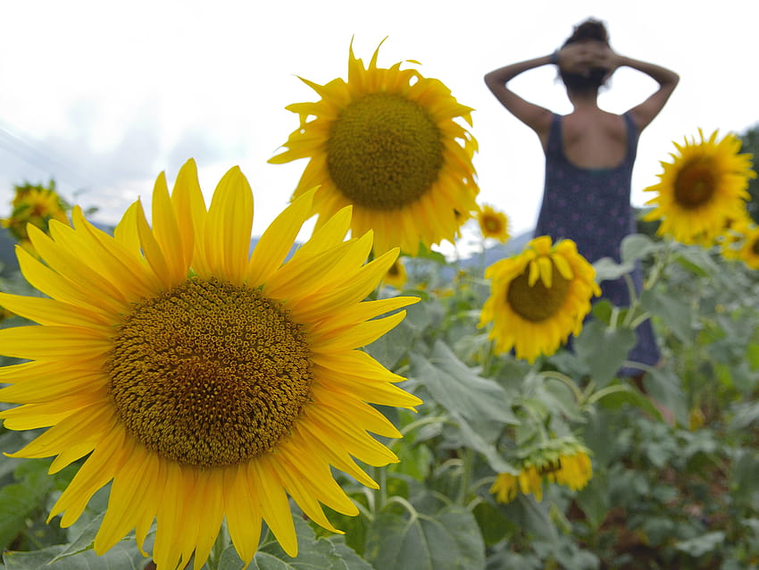 kobieta w purpurowej sukience zbiornika stojąca na polu słoneczników, słonecznikowa dziewczyna Tapeta HD