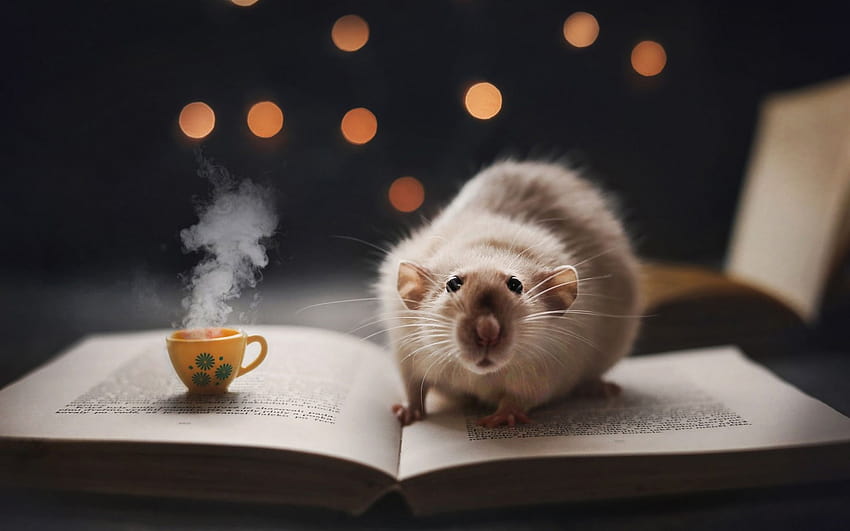 Szczur wysłany przez Christophera Simpsona, słodki szczur Tapeta HD