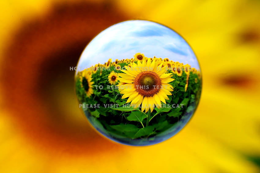 trapped sun ball marble flower sunflower, trapped flowers HD wallpaper