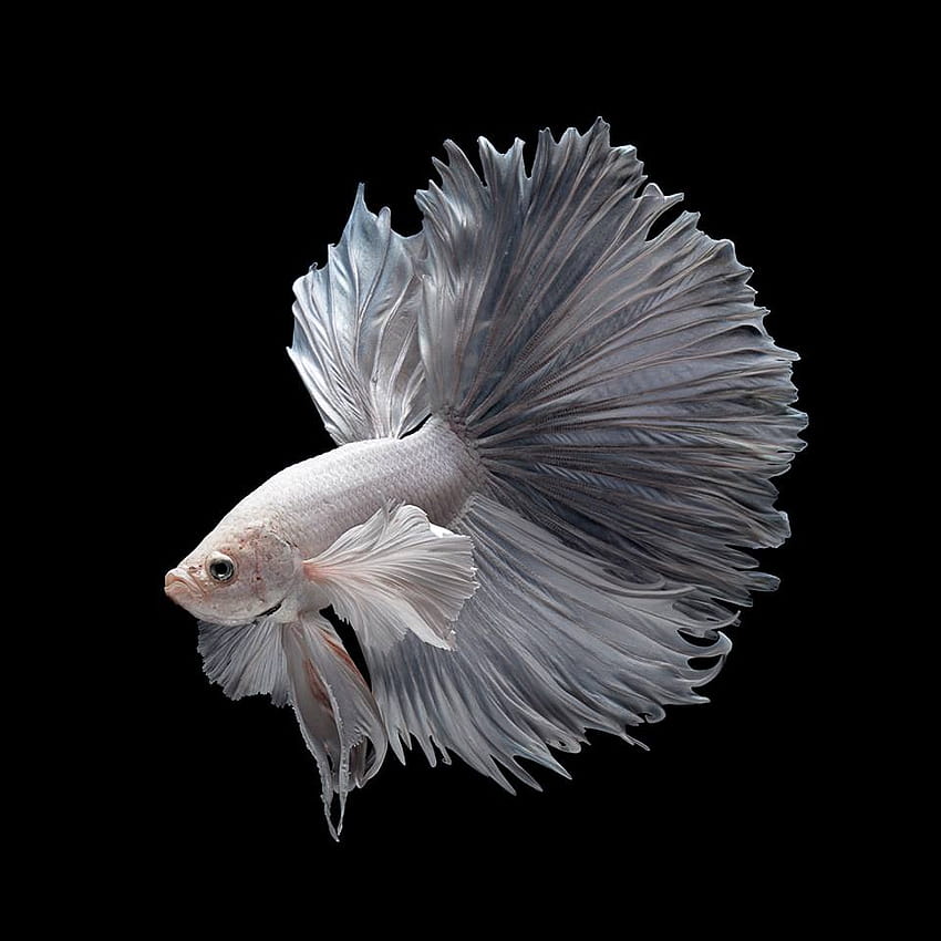 Pesce Betta per iPhone 6s, pesce Sfondo del telefono HD