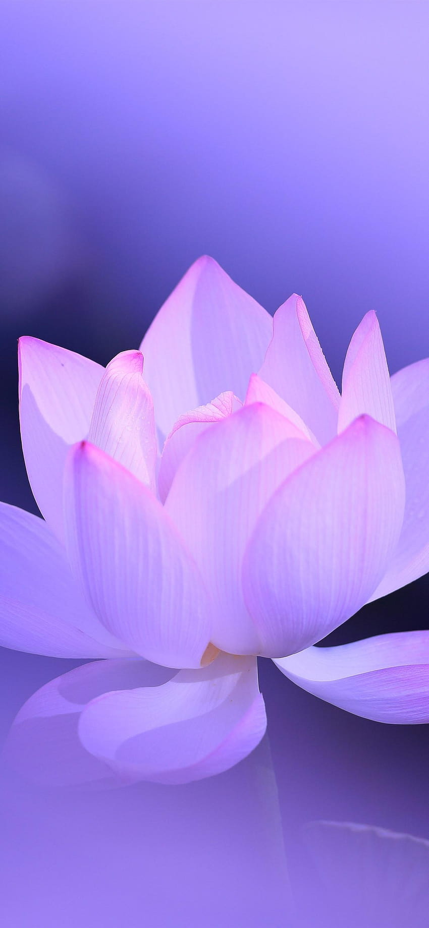 핑크 로터스, 꽃잎, 보라색 배경, 흐릿한, 아름다운 꽃, 귀여운 연꽃 전화 HD 전화 배경 화면