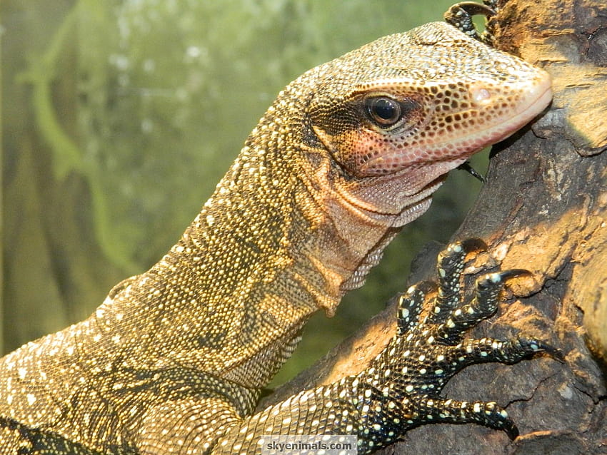 Animal Life All Animals Monitor Lizard Funny Doblelolcom [1600x1200] for your , Mobile & Tablet HD wallpaper