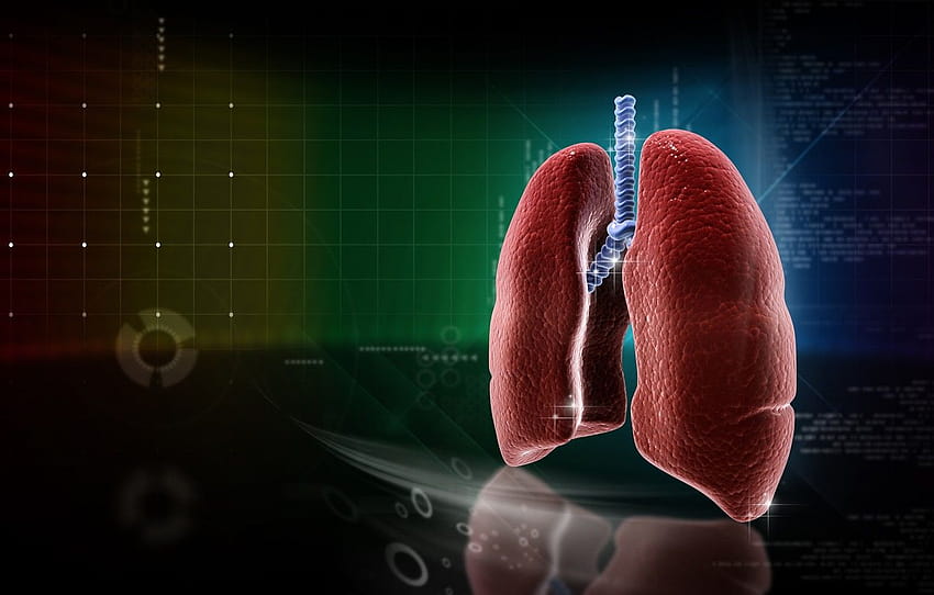 Medicina, pulmones, anatomía, sección fondo de pantalla | Pxfuel