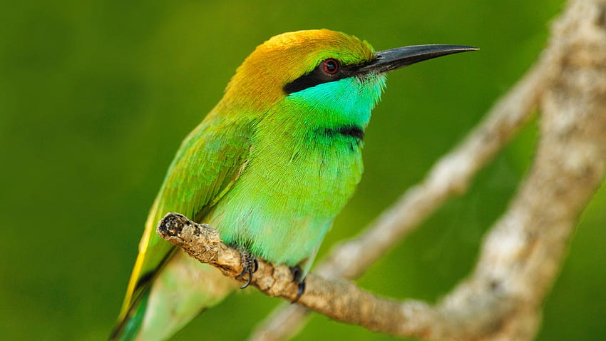 Best Bird, green bird HD wallpaper | Pxfuel