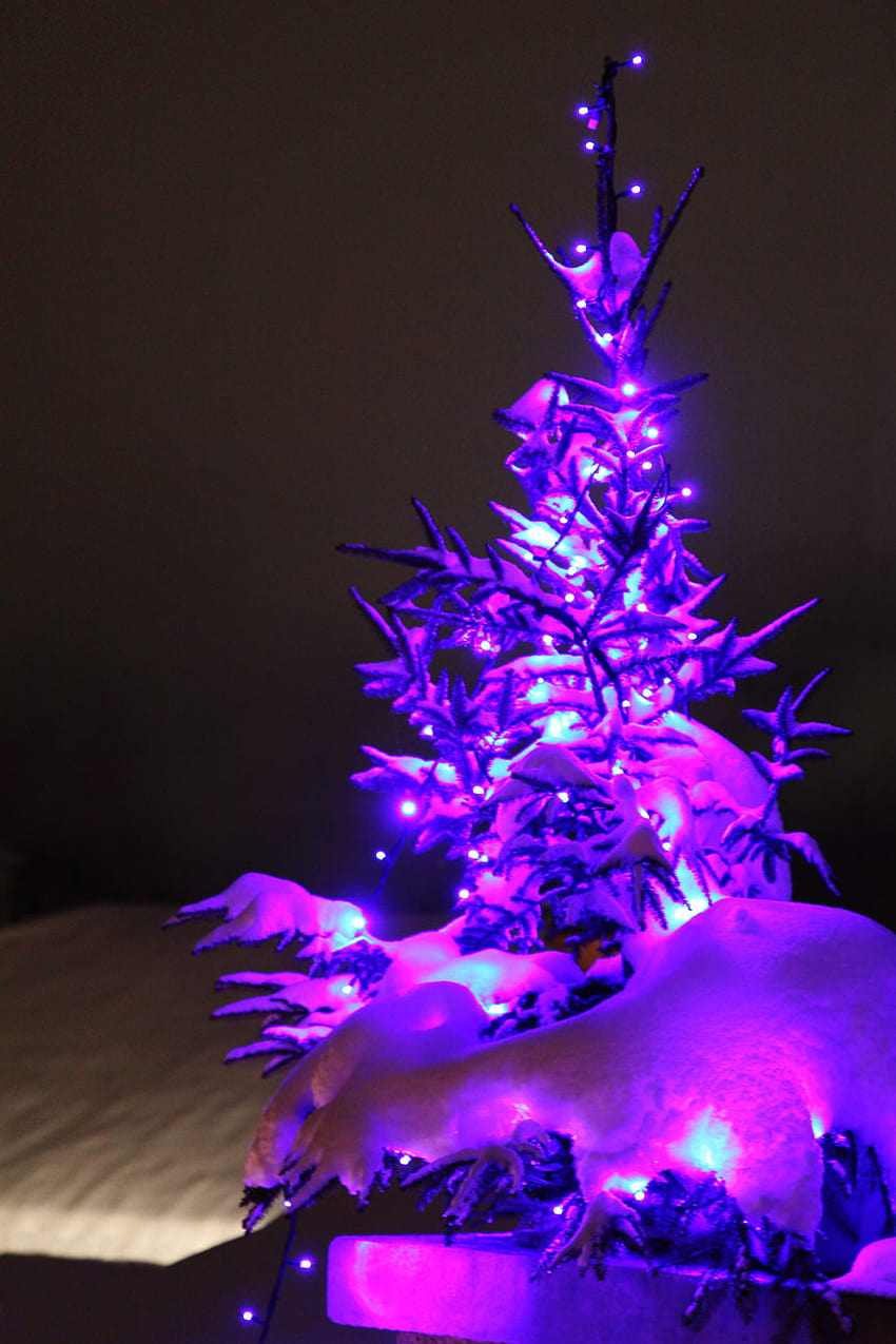Purple Christmas Tree Stock Public Domain [853x1280] for your , Mobile & Tablet, purple christmas aesthetic HD phone wallpaper