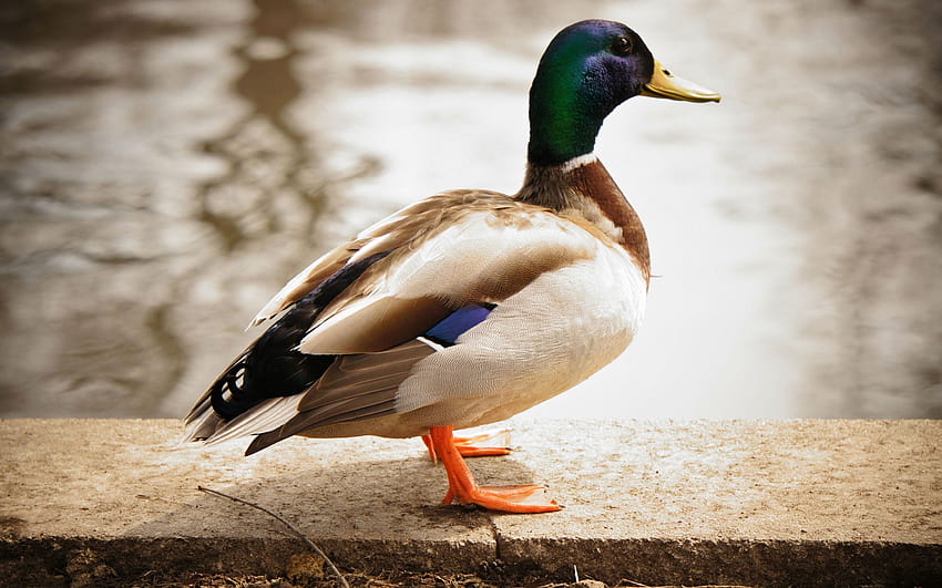 mallard duck, animal duck HD wallpaper