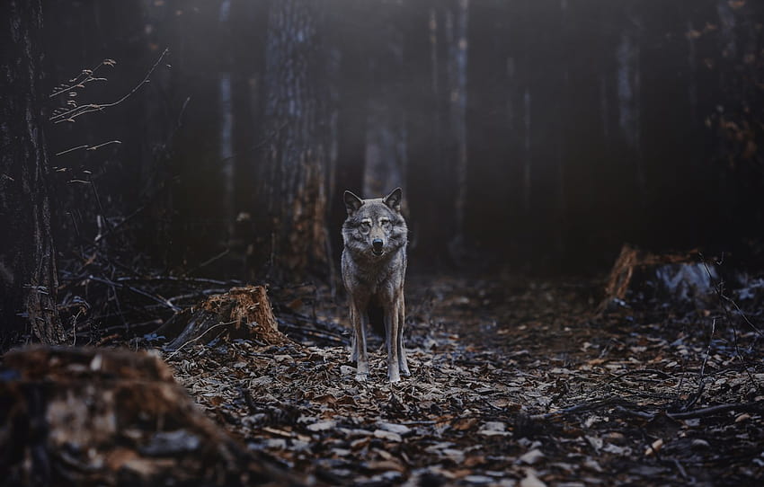 Floresta, noite, lobo, veado, o espírito da floresta, seção