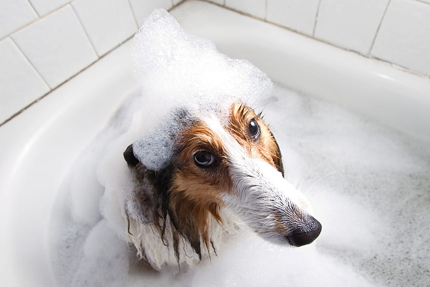 Kąpiel dla psa owczarka szetlandzkiego Tapeta HD