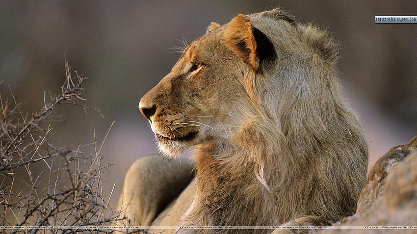 Lew afrykański, Park Narodowy Krugera, Republika Południowej Afryki, park narodowy Tapeta HD
