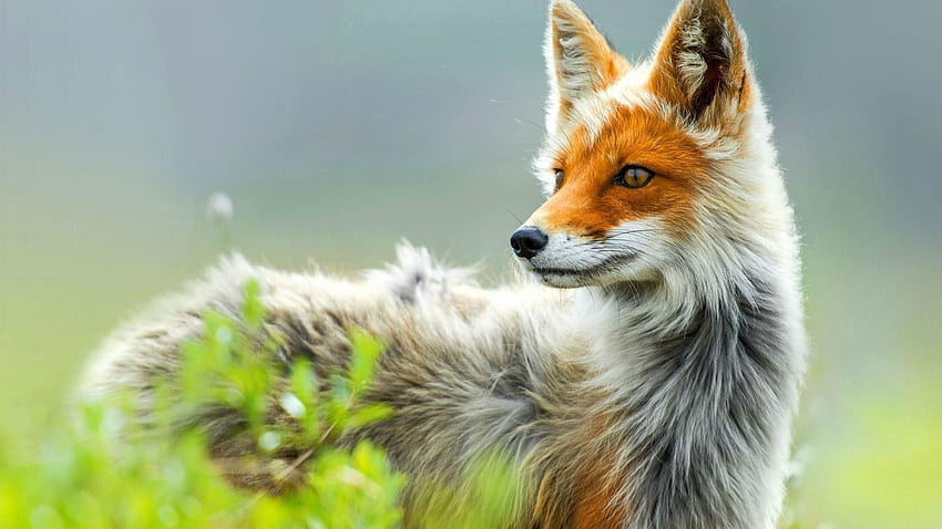 Red Fox Awesome Red Foxes Pets Cute and Docile 2019 HD wallpaper