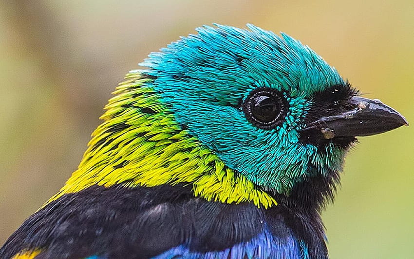 Green headed tanager Bird for Android, green bird HD wallpaper | Pxfuel