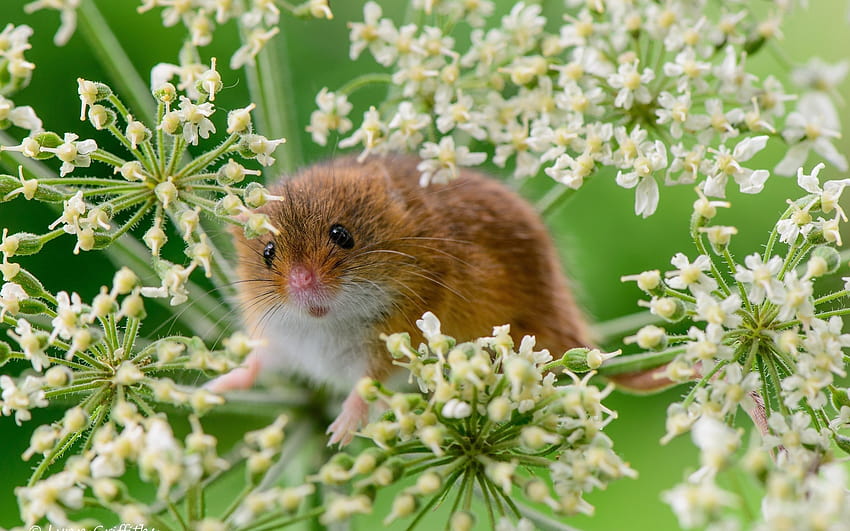 2560x1600 eurasian harvest mouse, mouse, grass, mouse spring HD wallpaper