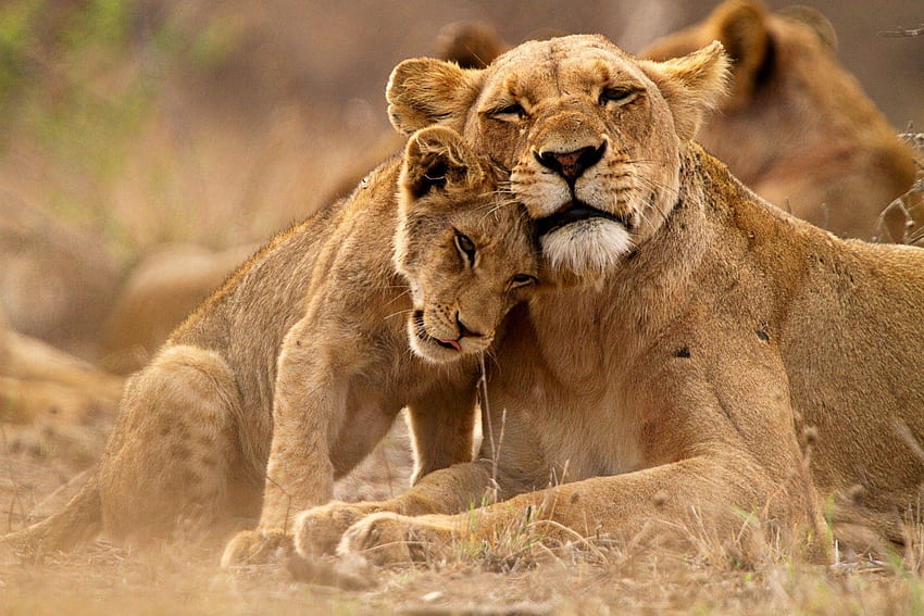 : animaux, nature, faune, grands félins, Puma, Kruger, parc national kruger Fond d'écran HD