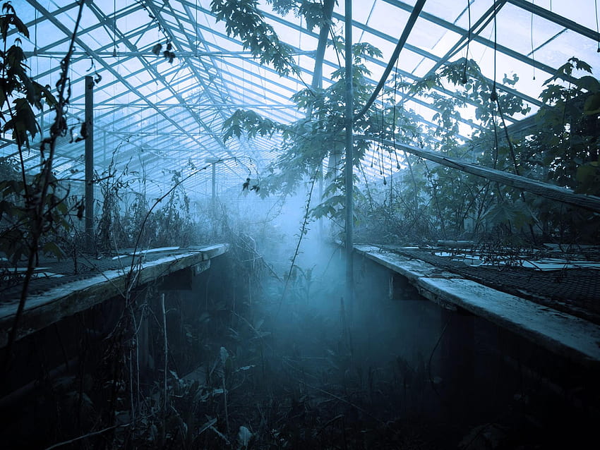 : brown and green plant garden, abandoned, greenhouse HD wallpaper