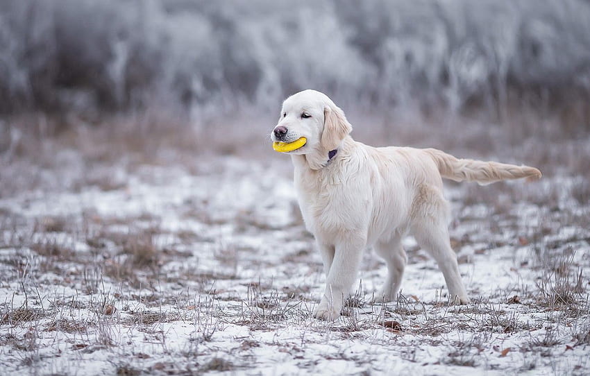 winter, frost, white, grass, look, snow, nature, pose, toy, the game, dog, tail, puppy, walk, face, Labrador , section собаки, golden retrievers winter HD wallpaper