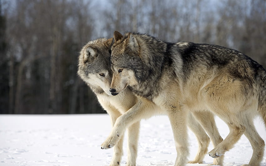 Amor de lobo, pareja de lobos fondo de pantalla | Pxfuel