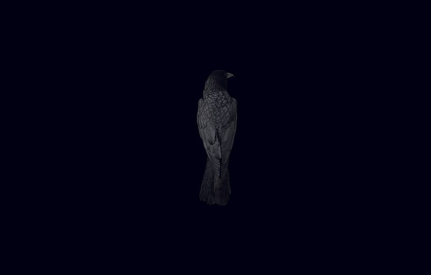 uccello, Corvo, sfondi neri, sezione минимализм, uccello scuro Sfondo HD