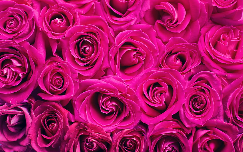 3840x2400 roses, bouquet, pink, buds, flowers, flowers ultra HD ...