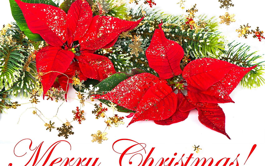 Merry christmas flowers HD wallpaper | Pxfuel