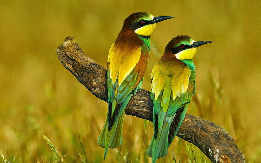 Beautiful Colorful Birds On A Branch, colorful birds on branch HD wallpaper