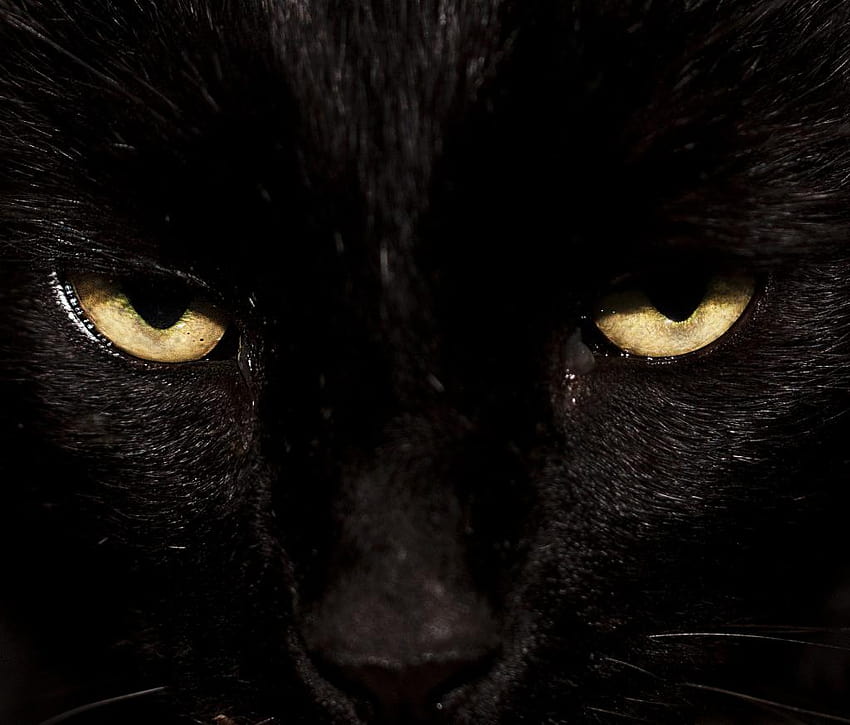 4 黒豹の青い目、金色の目を持つ黒猫 高画質の壁紙