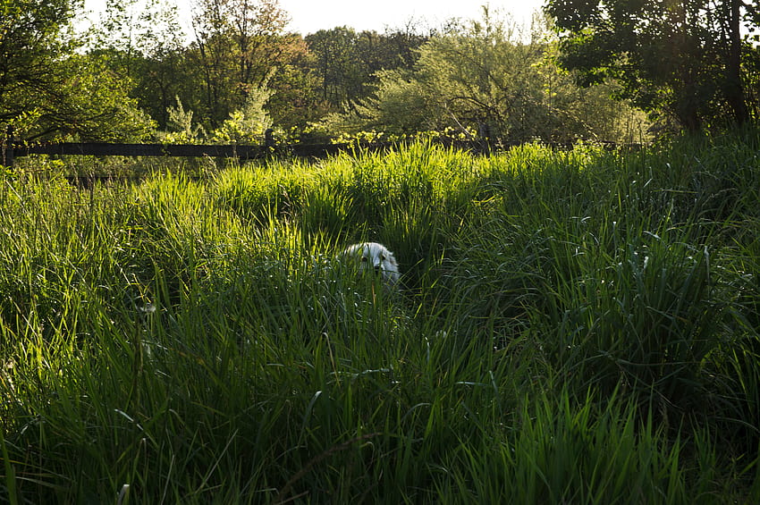 Great Pyrenees dog hiding in the tall grass and HD wallpaper