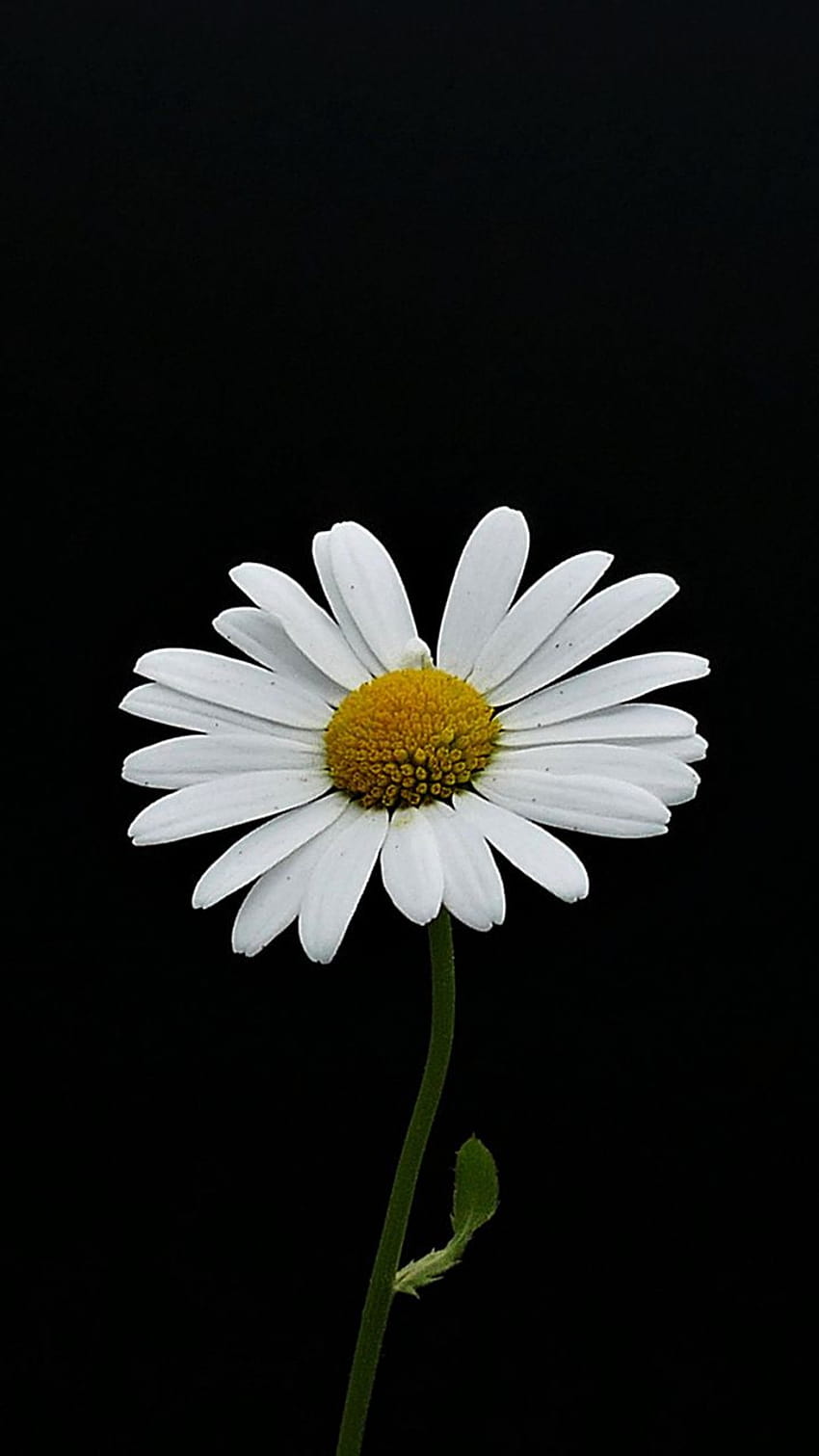 Portrait, white flower, minimal, daisy, 720x1280 HD phone wallpaper