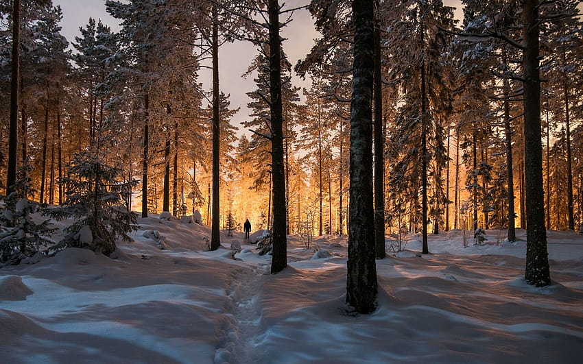 Kış Ormanı Arka Planları Gün doğumunda karlı orman HD duvar kağıdı
