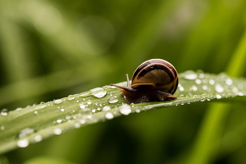snail, Shell, Striped, Horns, A, Blade, Of, Grass, Drops, garden snail HD wallpaper