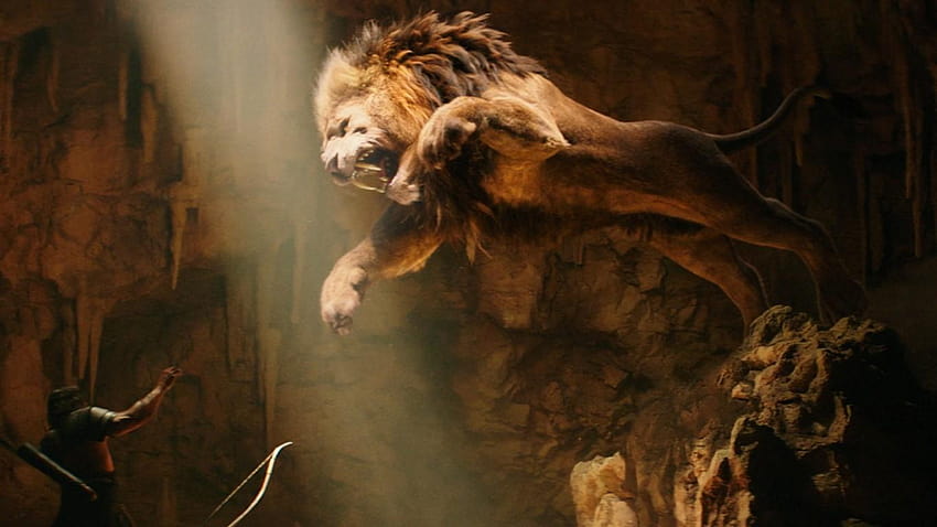 Lion Lion Fight, fighting HD wallpaper