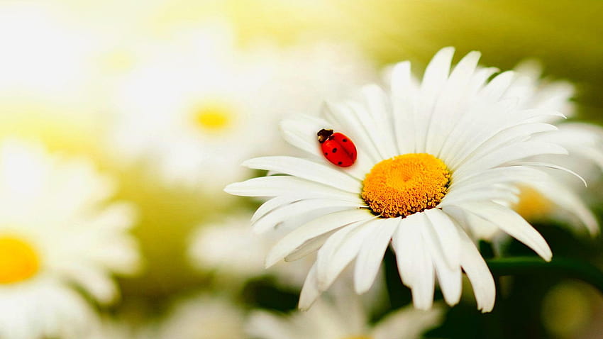 Daisy 19, daisy and bug HD wallpaper | Pxfuel